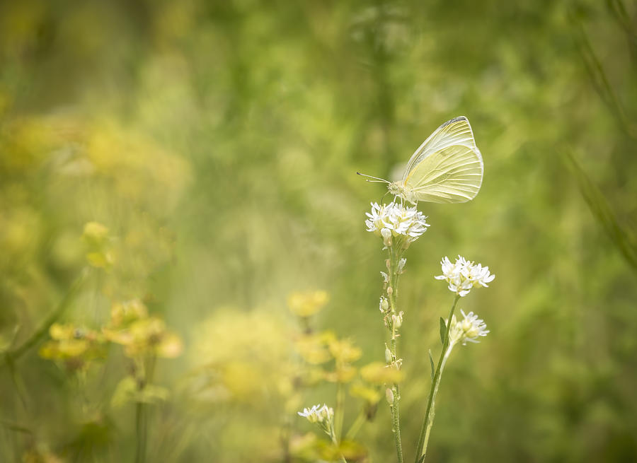 Cabbage White Photograph by Thomas Young