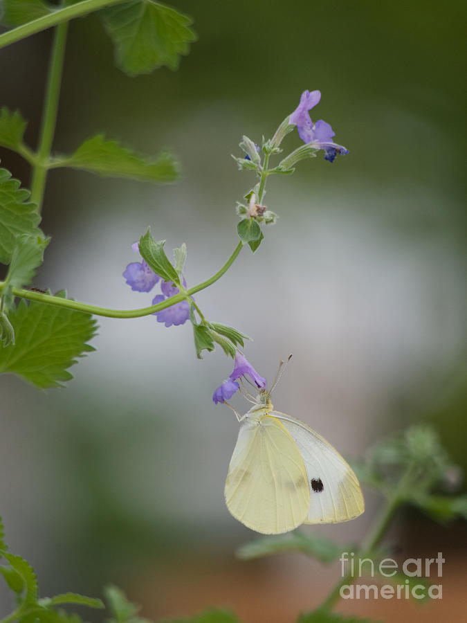 Butterfly Photograph - Cabbage White with Flowers by Rachel Morrison