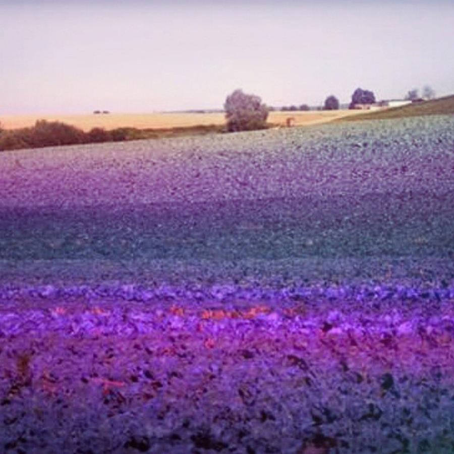 Nature Photograph - #cabbagefield #purple #beautiful by Zielona Kropka
