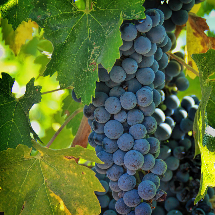 Cabernet Grapes Photograph by Nancy Ingersoll