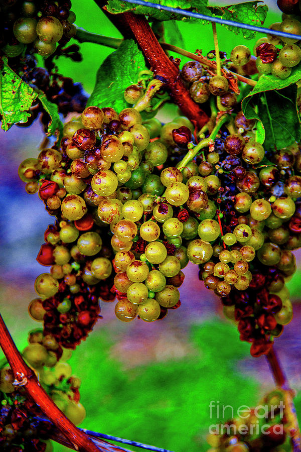 Cabernet Grapes NZ Photograph by Rick Bragan