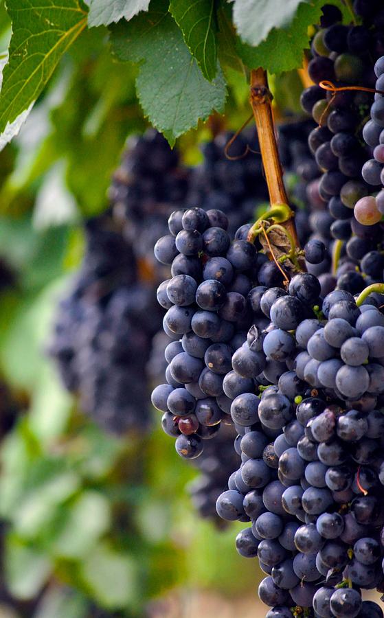 Cabernet Wine Grapes Photograph by Kristina Deane