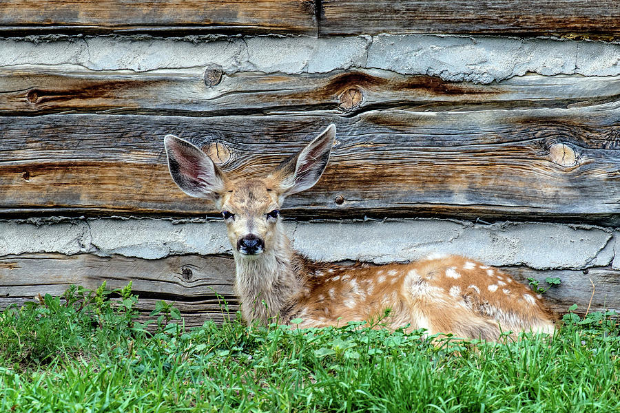 Odocoileus Hemionus Photograph - Cabin Fawn by Dawn Key Odocoileus Hemionus Photograph - Cabin Fawn by Dawn Key