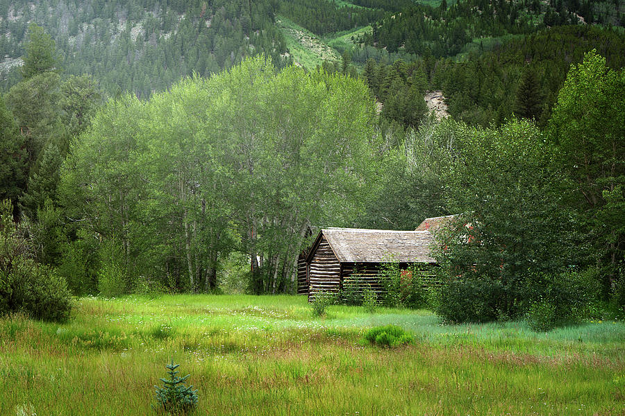 Cabin In The Aspens Photograph by Alisha Jurgens - Fine Art America