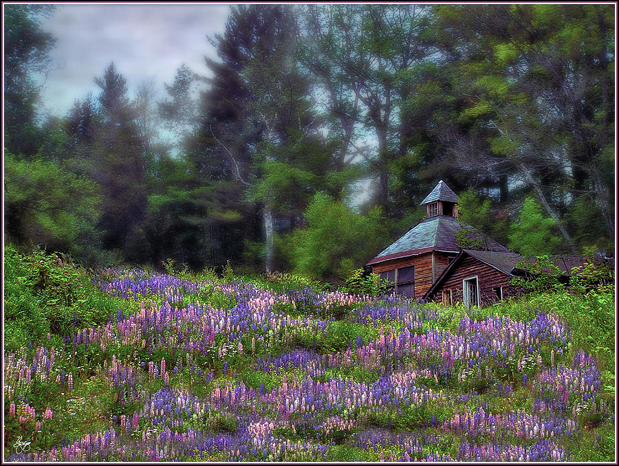 Cabin in the Lupine - Small Works Edition Photograph by Wayne King
