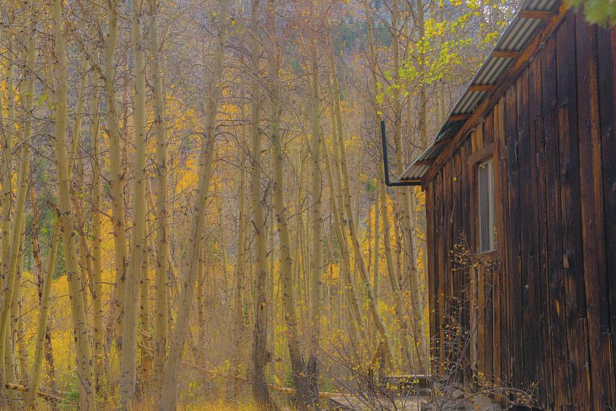 Cabin in the woods Photograph by Patricia Dennis