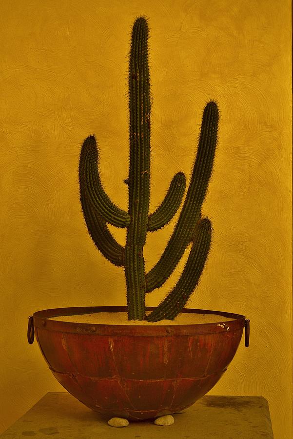 Cabo Cactus Photograph