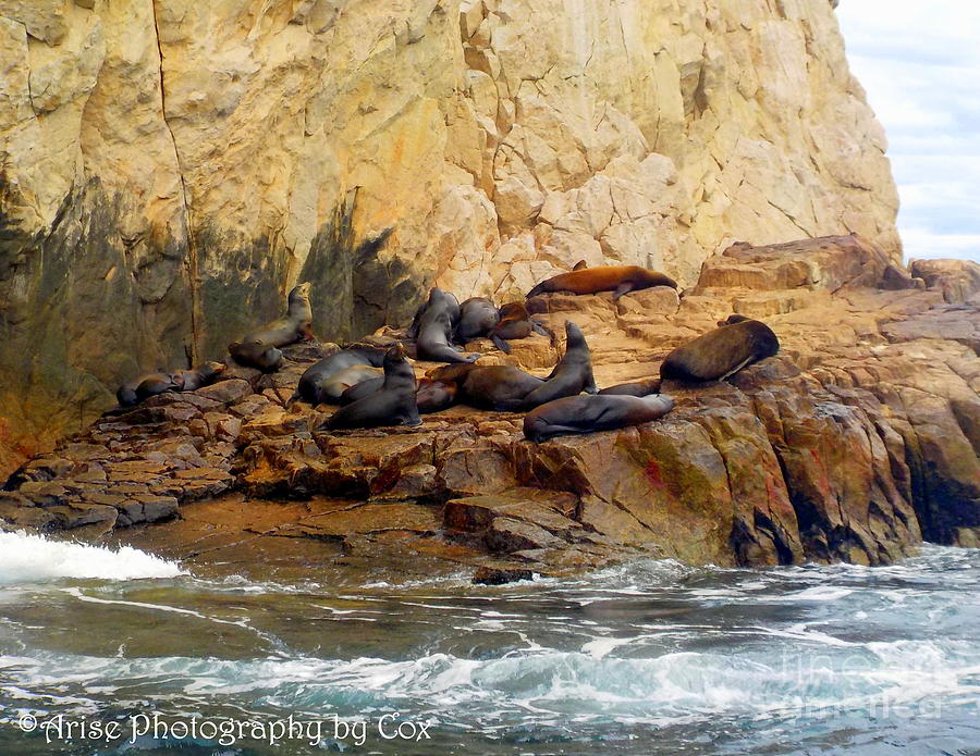 Cabo San Lucas California Sea Lions Sea of Cortez Photograph by