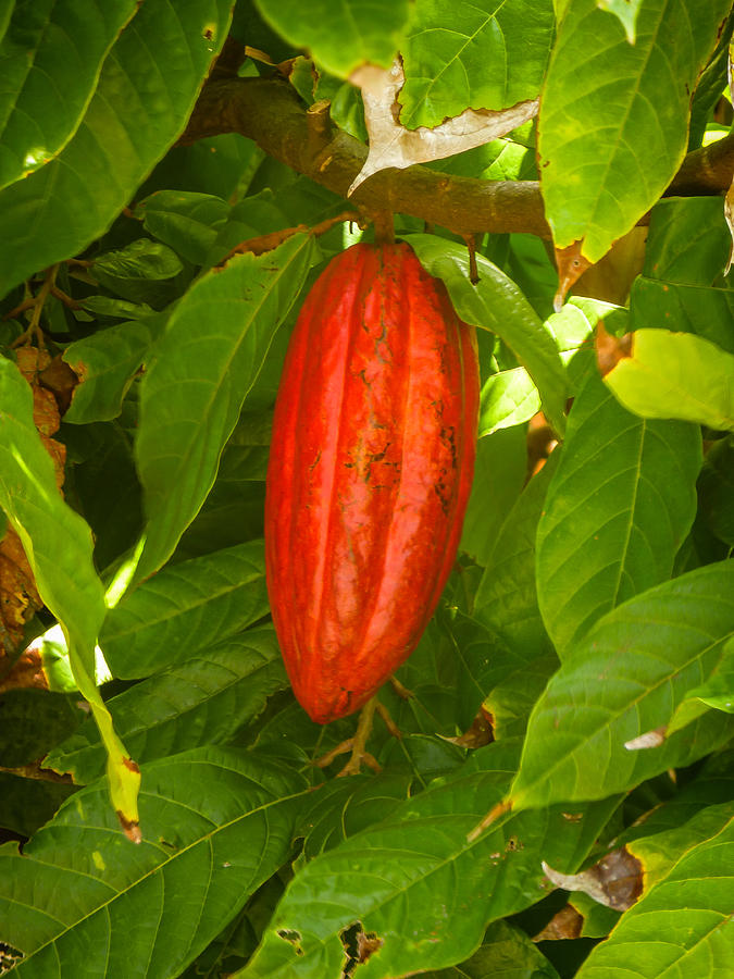 Cacao Pod Photograph by Pamela Newcomb