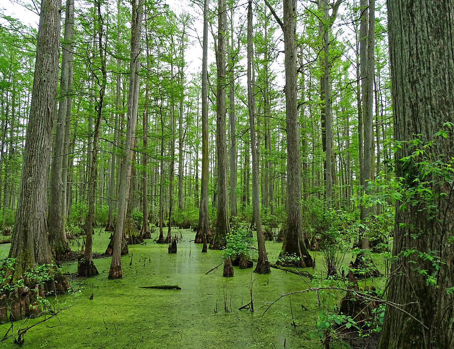 Cache River Swamp Photograph by Sandy Keeton