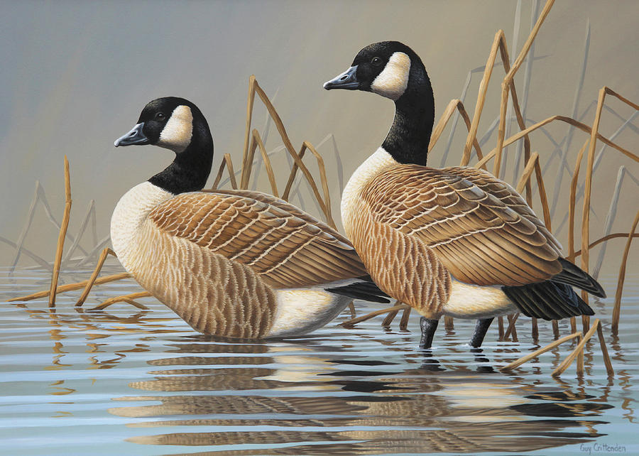 Cackling Canada Geese Painting by Guy Crittenden