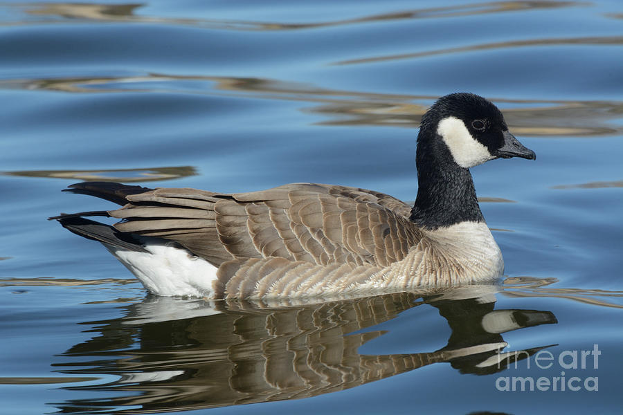 Cackling Goose Photograph - Cackling Goose by Merrimon Crawford Cackling Goose Photograph - Cackling Goose by Merrimon Crawford
