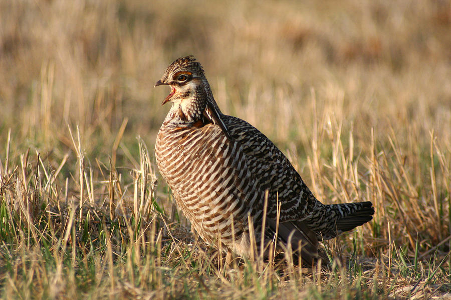 Cackling Male Greater Prairie Chicken Photograph by Brook Burling
