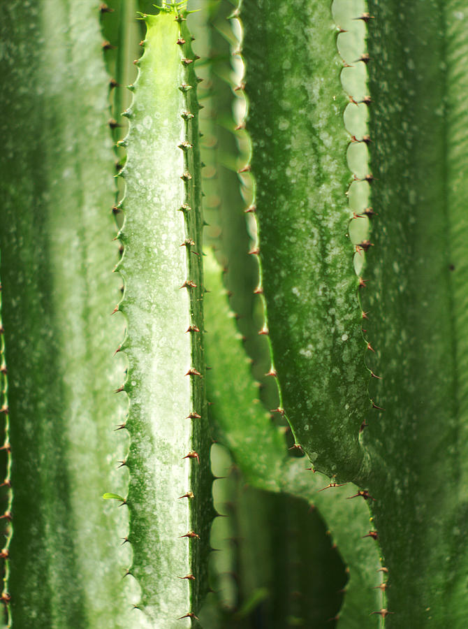 Cacti Abstract Photograph by Suzanne Powers