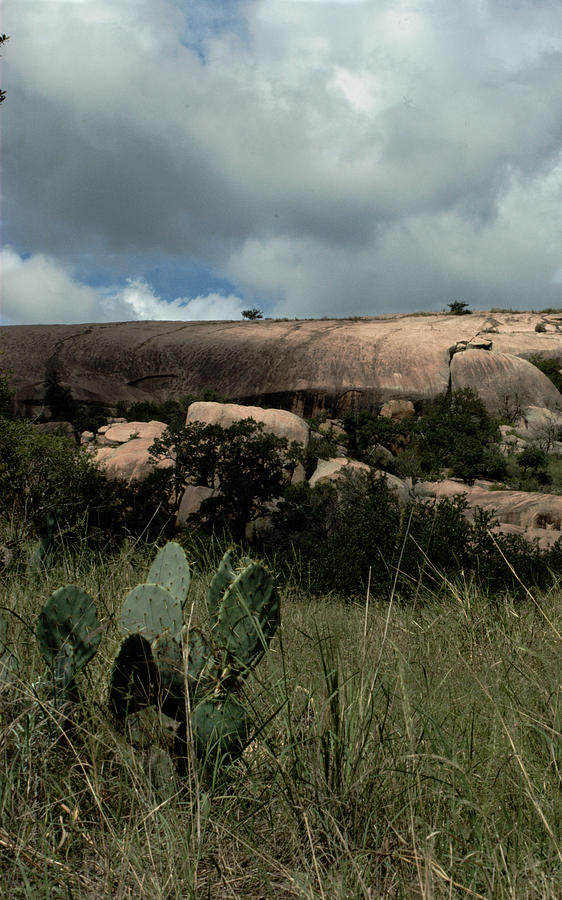 Cacti and Granite Photograph by Karen Musick