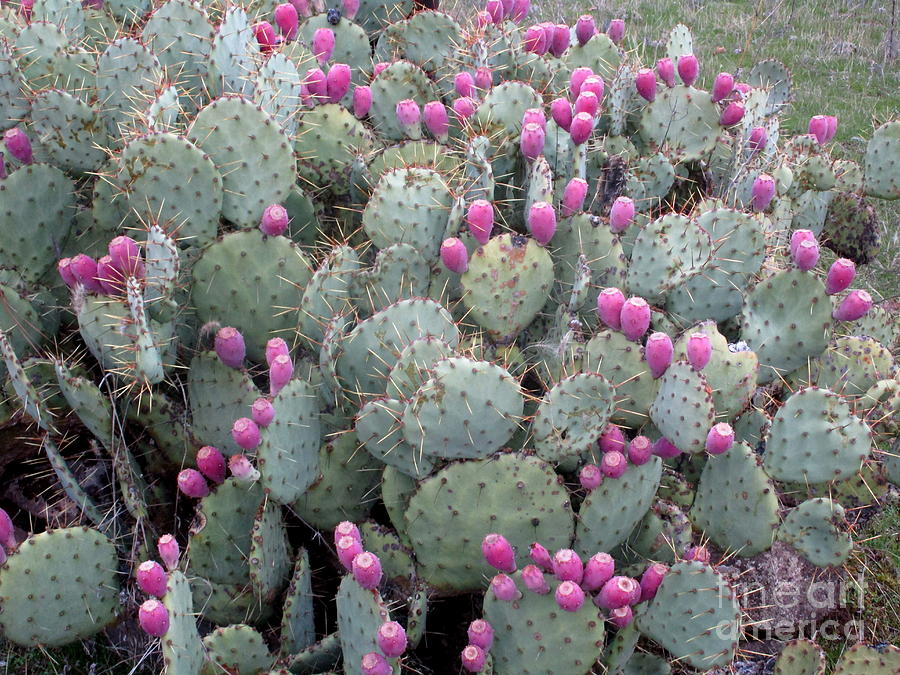 Cacti and their fruit Photograph by Marie Neder