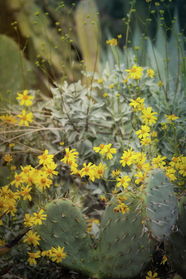 Cacti and Wildflowers  Photograph by Saija Lehtonen