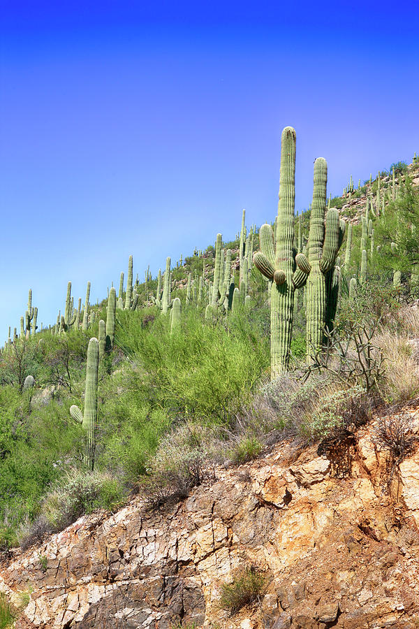Cacti aplenty Photograph by Chris Smith