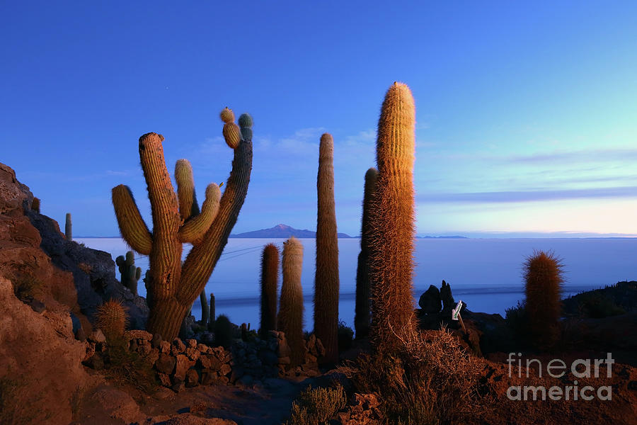 Cacti at First Light Incahuasi Island Bolivia Photograph by James Brunker