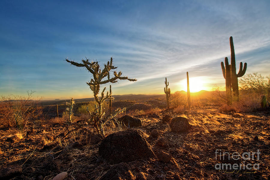 Cacti at sundown Photograph by David Arment