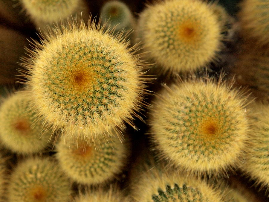 Cacti Photograph - Cacti Blondes by Nancy Kane Chapman