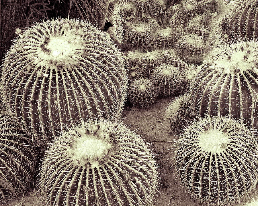 CACTI OF THE BEHOLDER Joshua Tree National Park CA Photograph by William Dey
