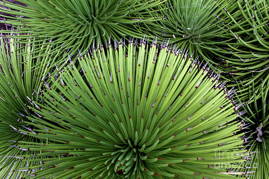 Cacti Composition Photograph by Susan Vineyard