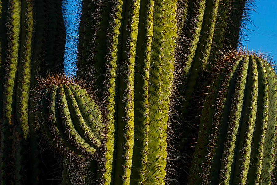 Cacti  Photograph by Derek Dean