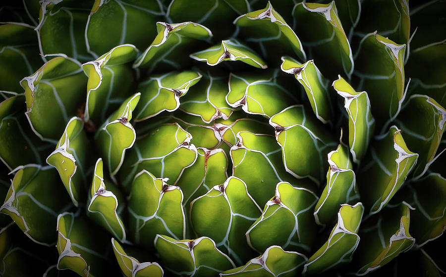 Cacti Photograph by Elaine Malott
