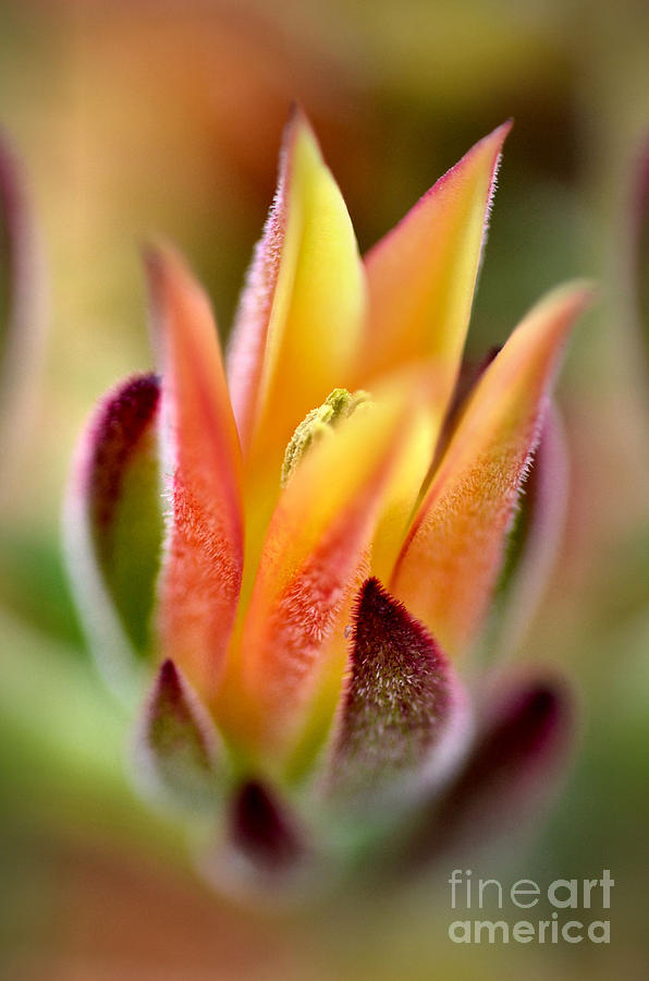 Cacti Elegance Photograph by Deb Halloran