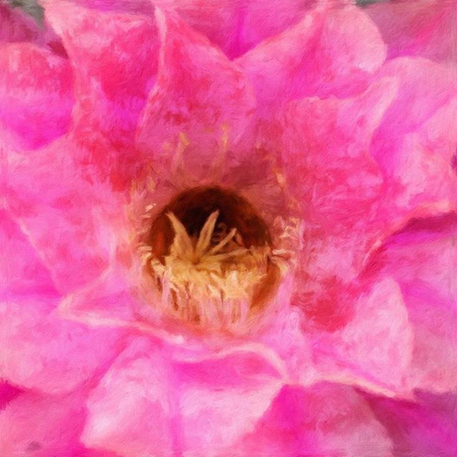 Summer Photograph - #cacti #flowers #pink #blooming #beauty by Jonathan Nguyen