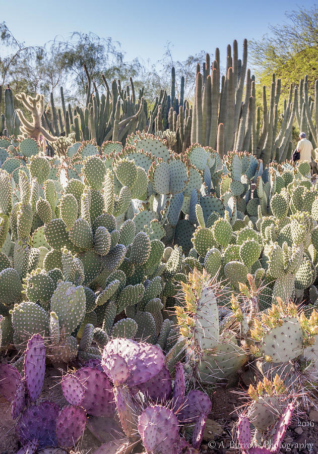 Cacti Forest Photograph by Aaron Burrows