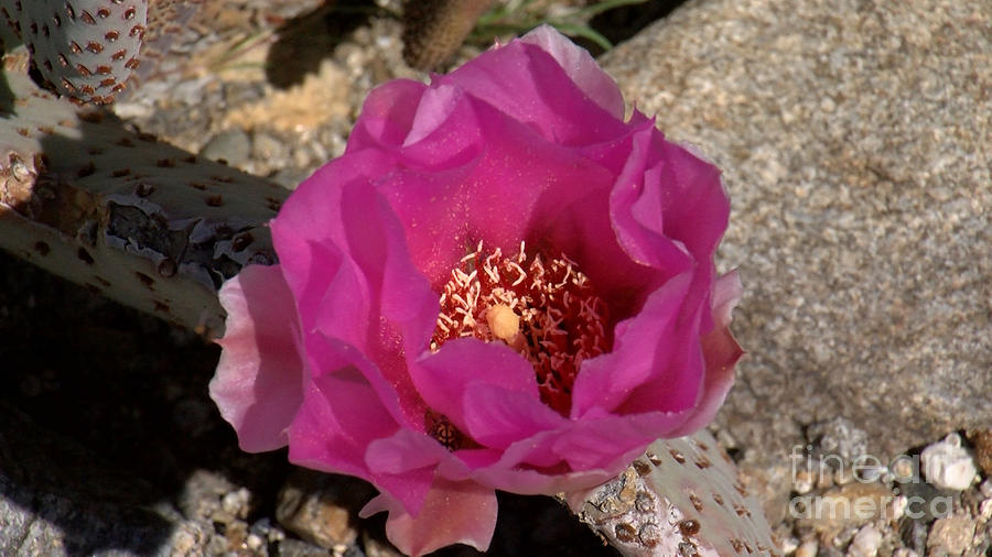 Cacti in Bloom Photograph by Chris Tarpening