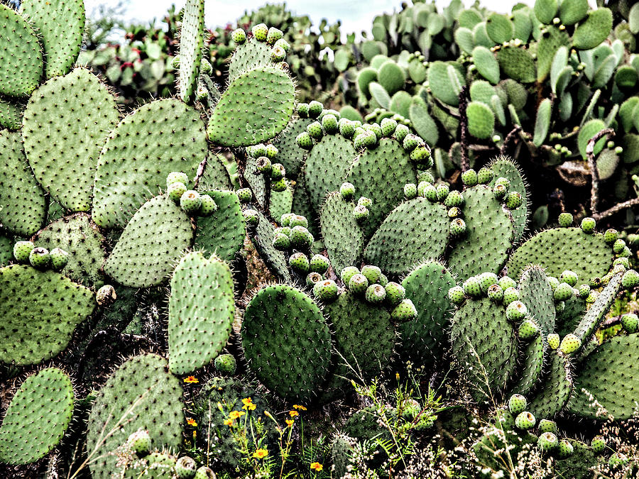 Cacti In El Charco Del Ingenio Photograph