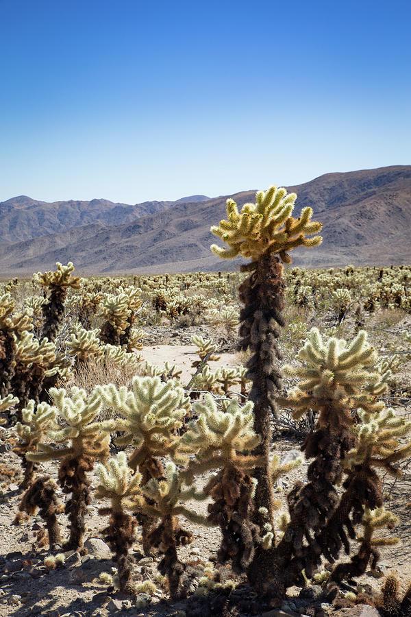 Cacti in Joshua Tree National Park Photograph by Kathleen Scanlan