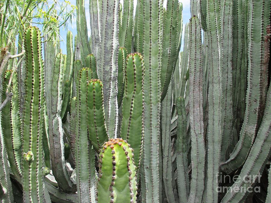 Cacti in Malpais de Guimar Photograph by Chani Demuijlder