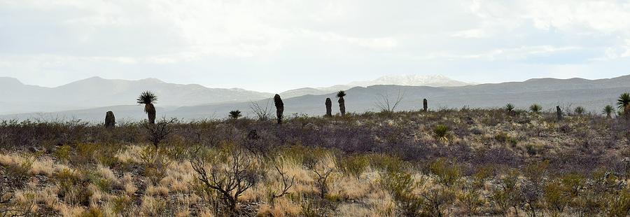 Cacti in The High Desert Photograph by Mark Mitchell