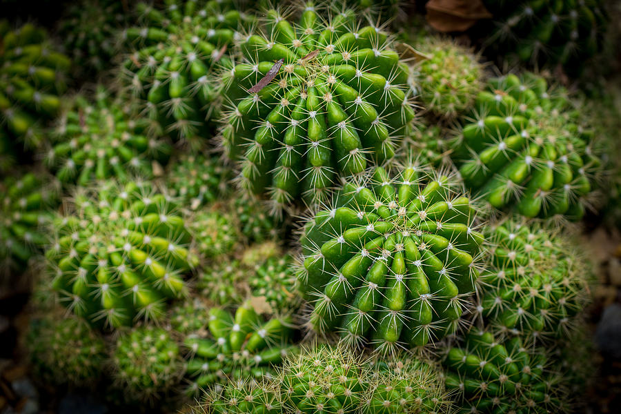 Cacti Photograph by Keith Hawley