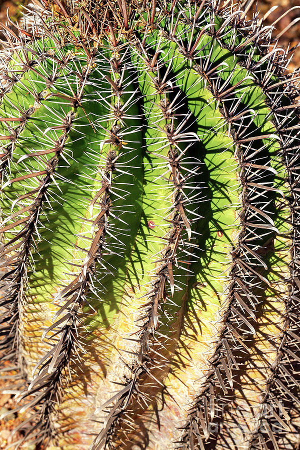 Cacti Needles Photograph by John Rizzuto