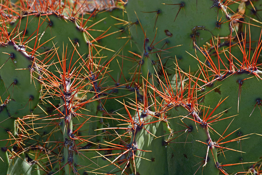Cacti on the Orange Edge Photograph by Bruce Gourley