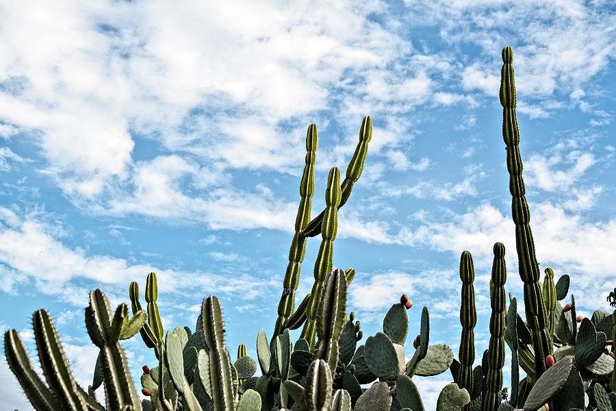 Nature Photograph - Cacti Sky by Catherine Reading