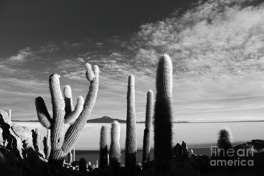 Cacti Textures in Monochrome Salar de Uyuni Bolivia Photograph by James Brunker