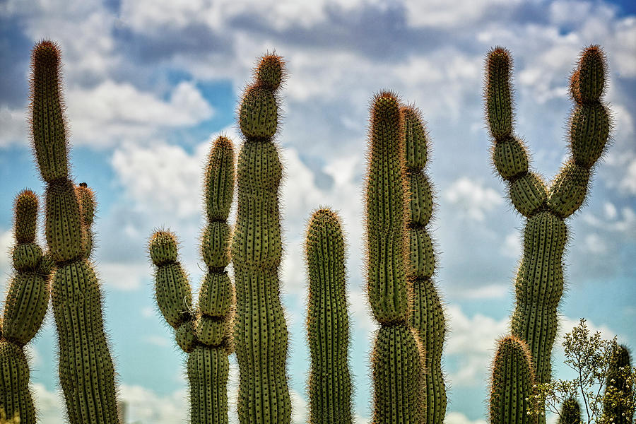 Cacti to the Sky  Photograph by Saija Lehtonen