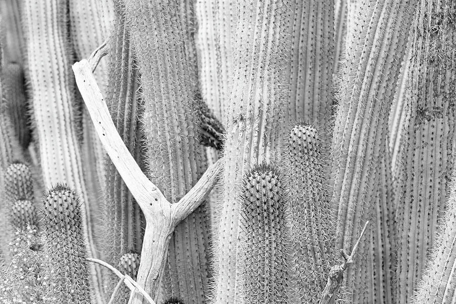 Cacti Wishbone Photograph by Carrie Godwin