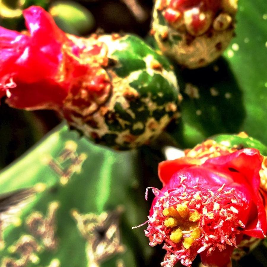 Cacti Photograph - Cactus & Buds | @mainstreamimages by Nathan Savage
