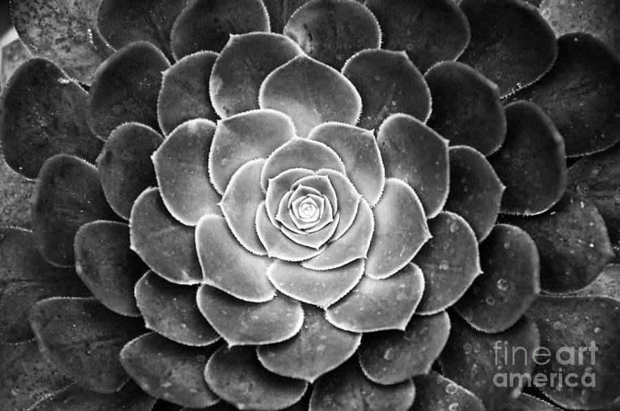 Cactus 18 Deep BW Photograph by Cassie Marie Photography