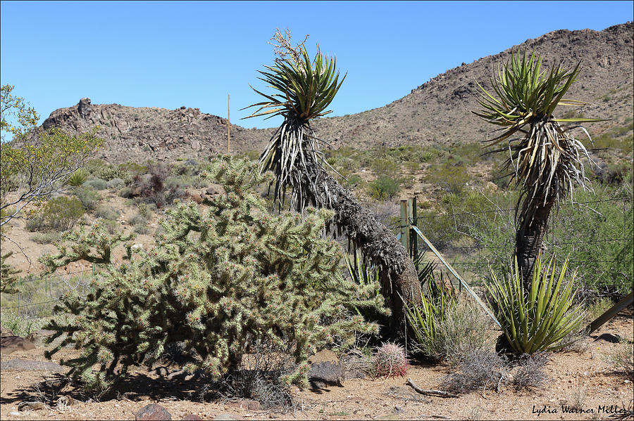 Cactus 18 Photograph by Lydia Miller - Fine Art America