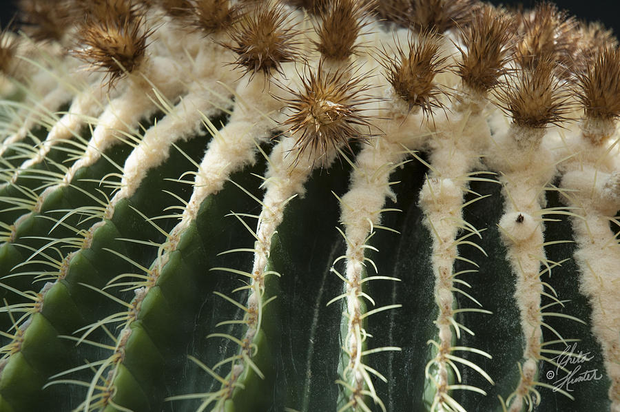 Cactus 2 Photograph by Chita Hunter