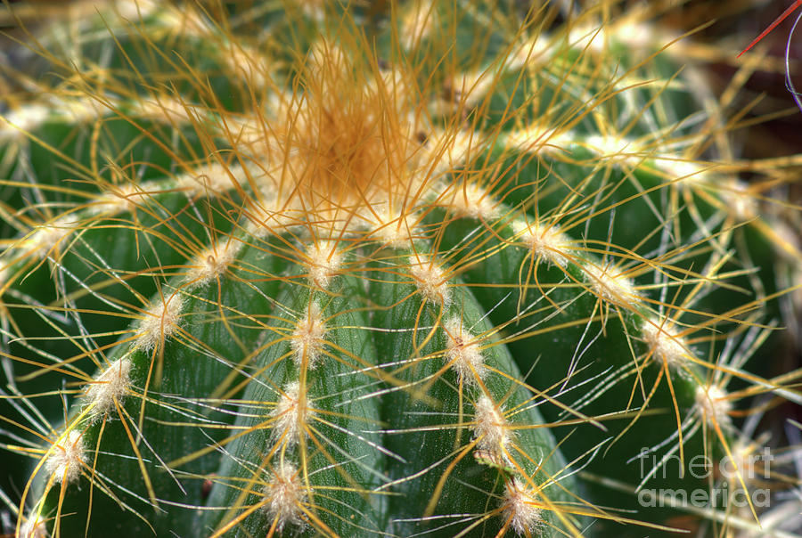 Cactus Photograph - Cactus 2 by Jim And Emily Bush