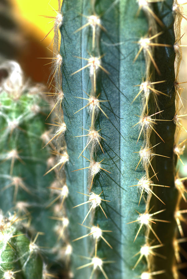 Desert Photograph - Cactus 3 by Jim And Emily Bush